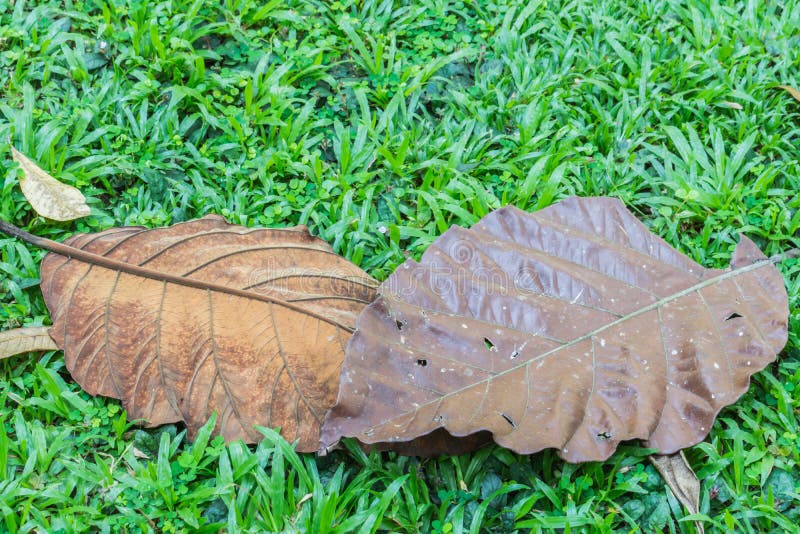 The old leaves. stock photo. Image of beautiful, outdoor 109592156