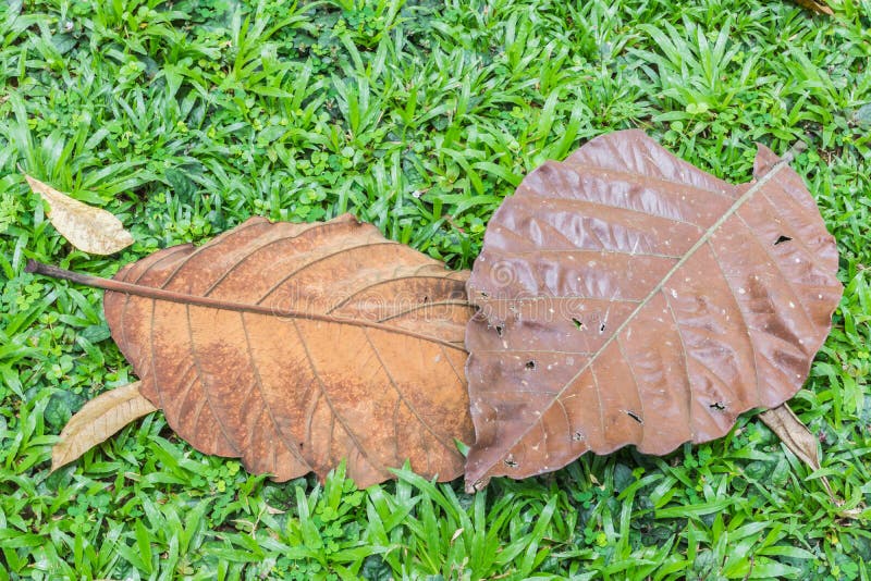 The old leaves. stock photo. Image of leafs, natural 109592170