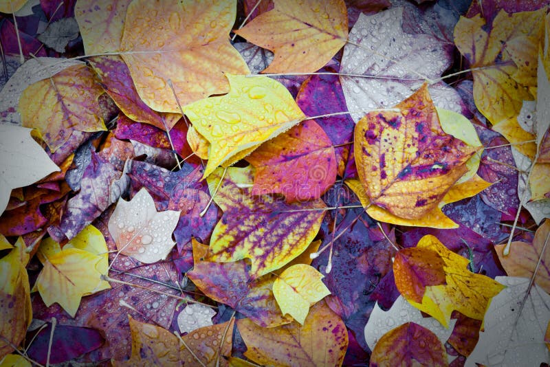 Old leaves on the ground stock photo. Image of shape 146178136