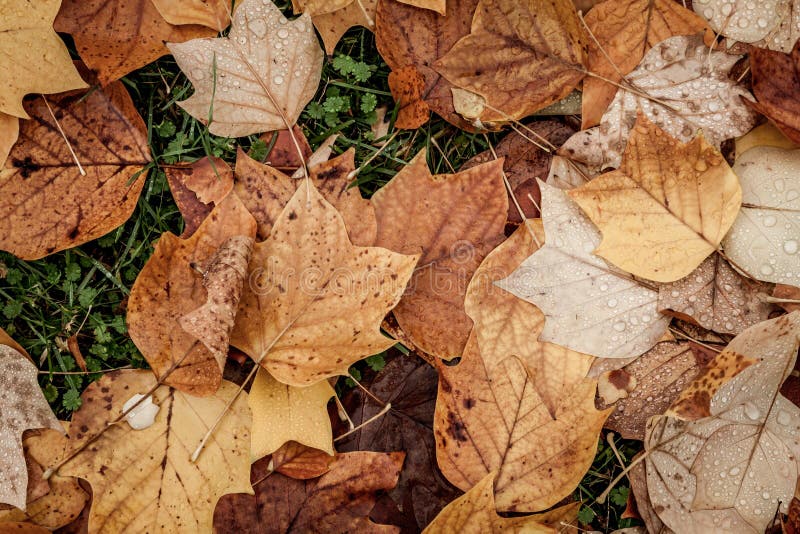 Old leaves on the ground stock image. Image of colorful 146179415