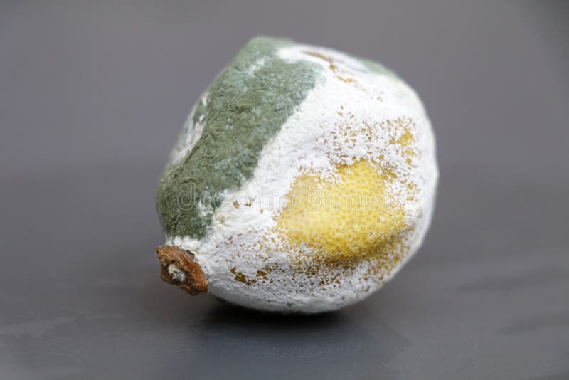 Lemon Gone Bad and Covered with White and Green Mold Stock Image Image of food, wither 261971397