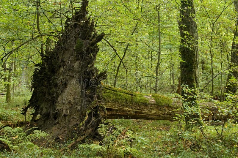 Old linden tree fallen down by storm, root visible