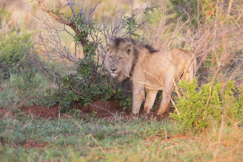 Male Lion Chasing Baby Warthog Photos Free Royalty Free Stock Photos From Dreamstime