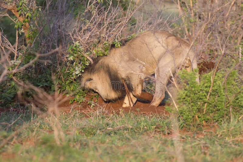 Male Lion Chasing Baby Warthog Photos Free Royalty Free Stock Photos From Dreamstime