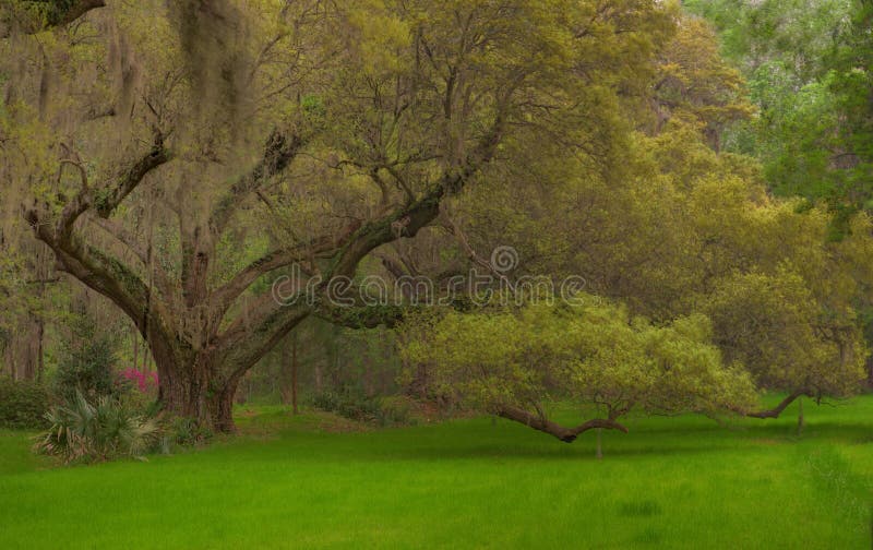 Old live oak in early Spring in Charleston South Carolina