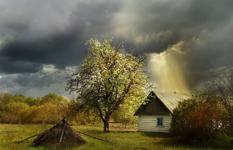 An old log cabin andand flowering fruit trees during a thunderstorm. Ukrainian village.