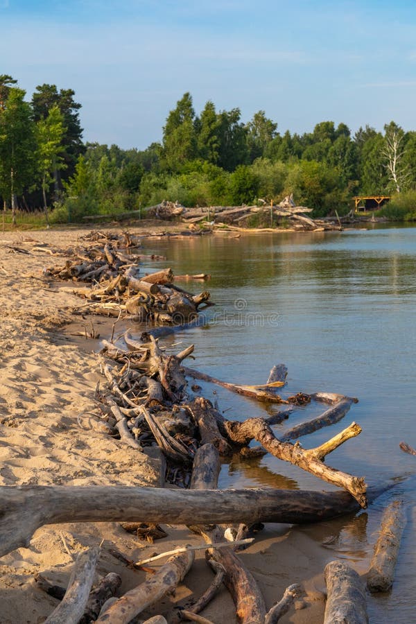 Alt ein Baum Verbindungen aus tot Bäume haben auf der natürlich Baden Strand auf der aus Bucht Sibirien.