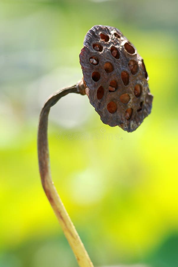 The Old Lotus Flower Seed Head Stock Image Image of circle, food