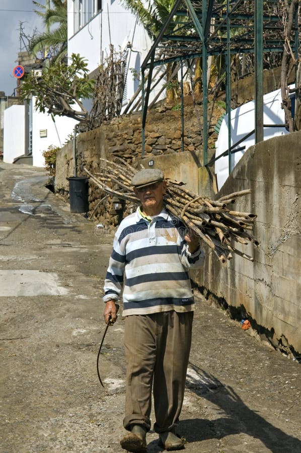Old Madeiran man lugging with sugar cane stock photo Old Madeiran man lugging with sugar cane stock photo