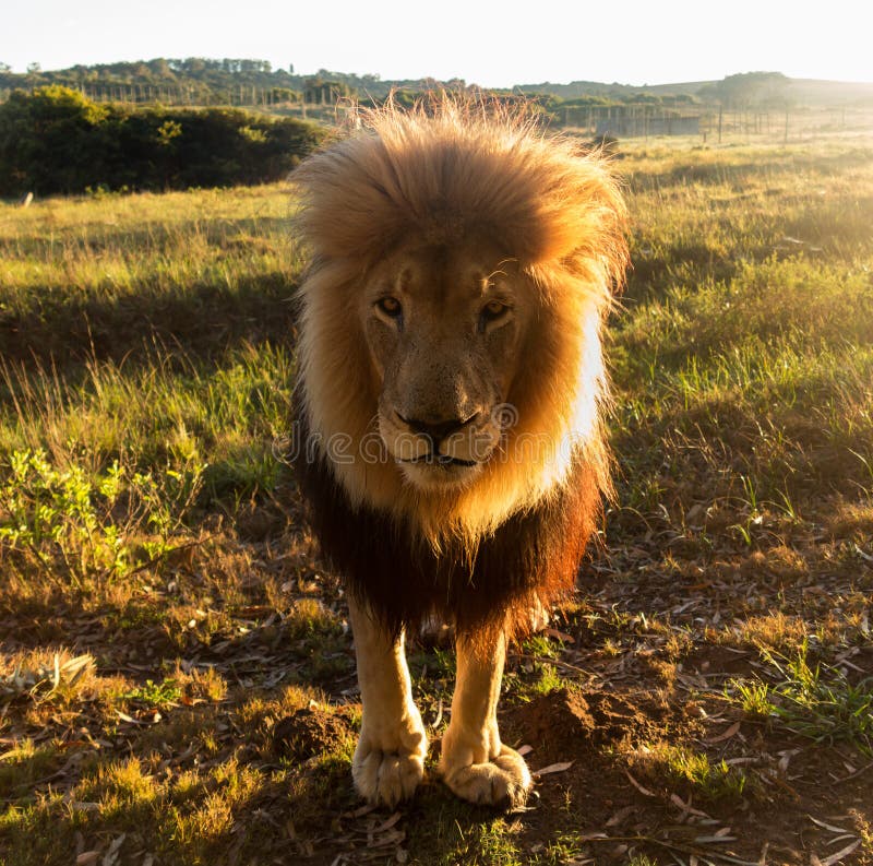 Old male lion in the grass in Southern Africa