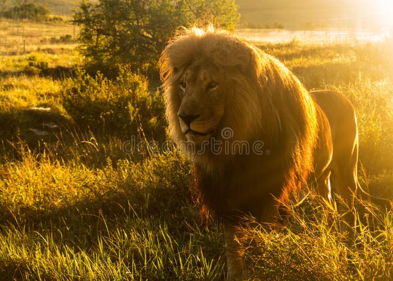 Old male lion in the grass in Southern Africa