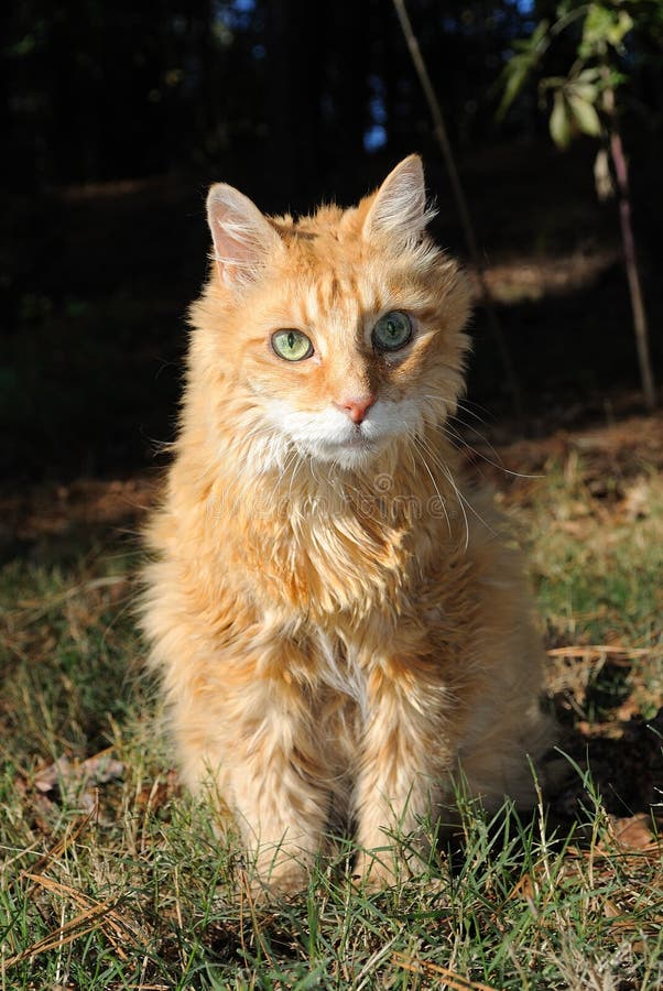 Old Male Orange Cat stock image. Image of attentive, comfortable 16900365