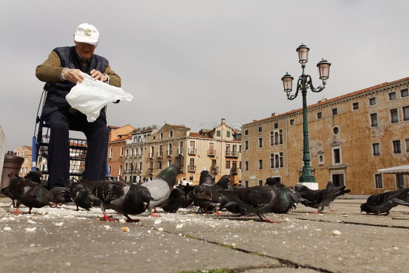 Old man feeding pigeons with bread stock images Old man feeding pigeons with bread stock images