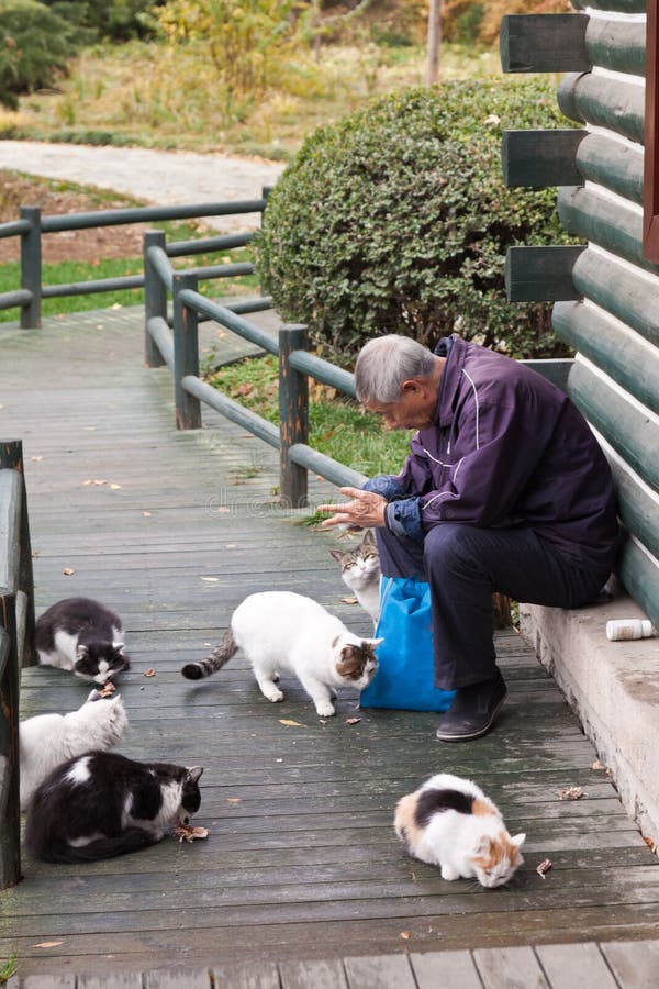 Old man feeding the stray cats in the park