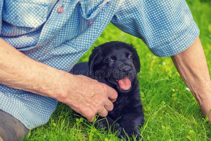 Old man with the little black puppy royalty free stock photo Old man with the little black puppy royalty free stock photo