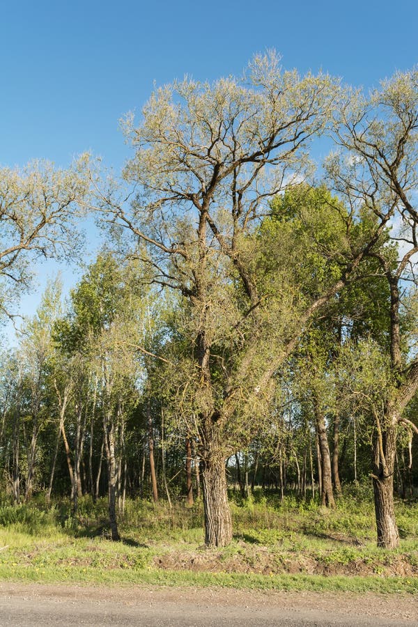 Old massive tree with big crown. Beech tree bark and branches stock images