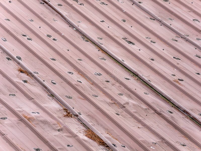 Old Metal Roofing with Pine Needles Stock Photo Image of building
