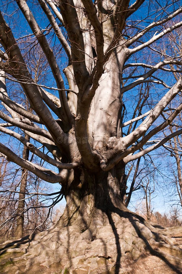 Old mighty beech in the park royalty free stock photos Old mighty beech in the park royalty free stock photos