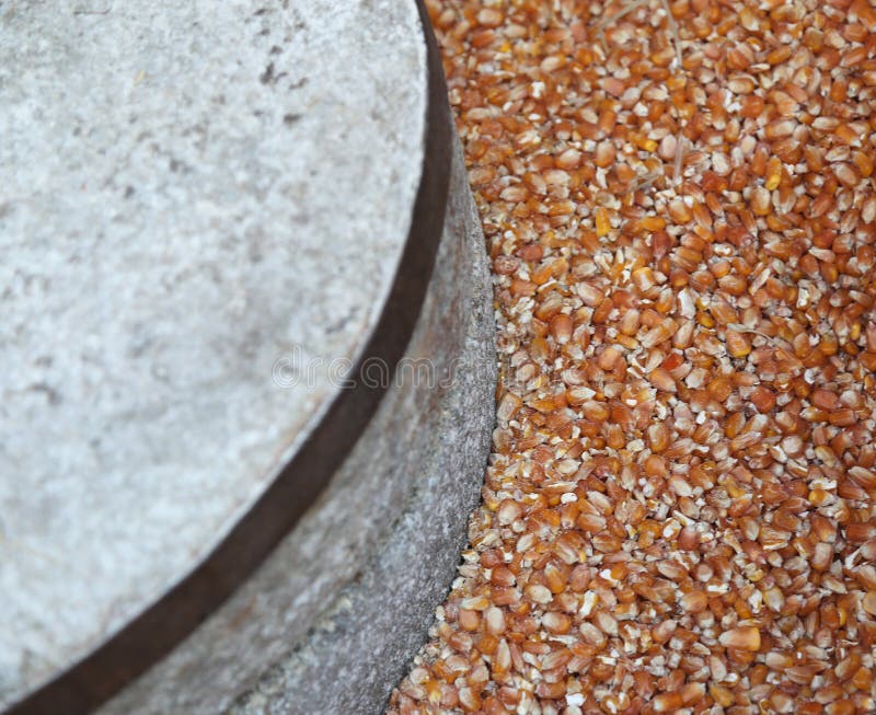 Old Millstone and the Seeds of Wheat To Make Flour Stock Photo Image