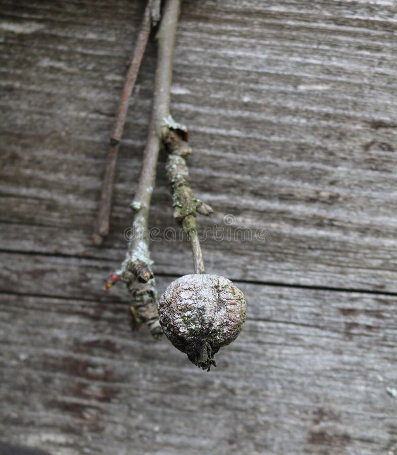 Old moldy and lichen covered apple tree branches