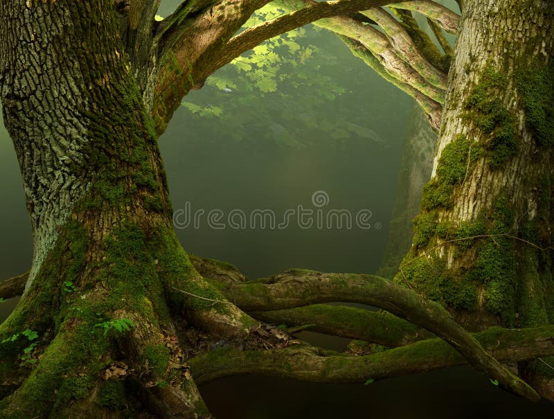 Old mossy trees with crooked branches and roots