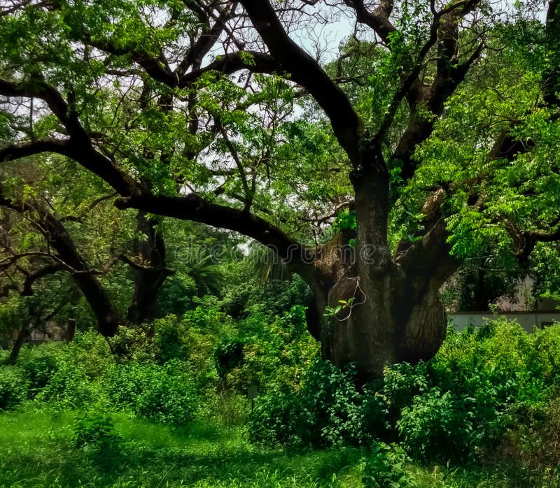 Old Neem Tree.Captured at Kharagpur IIT in India Stock Image Image of