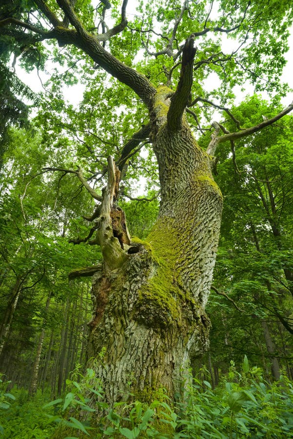 Old oak.