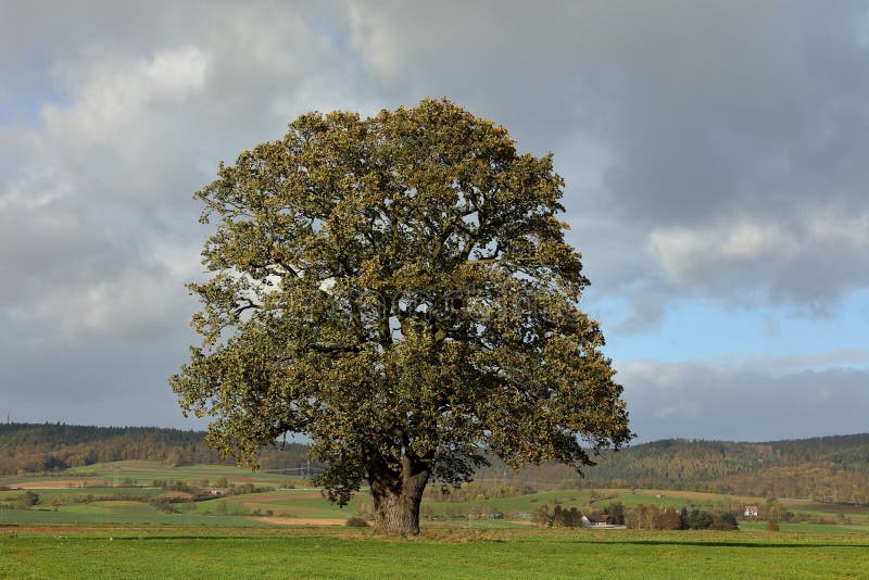 Old Oak in Autumn at Herleshausen in Germany Stock Photo Image of