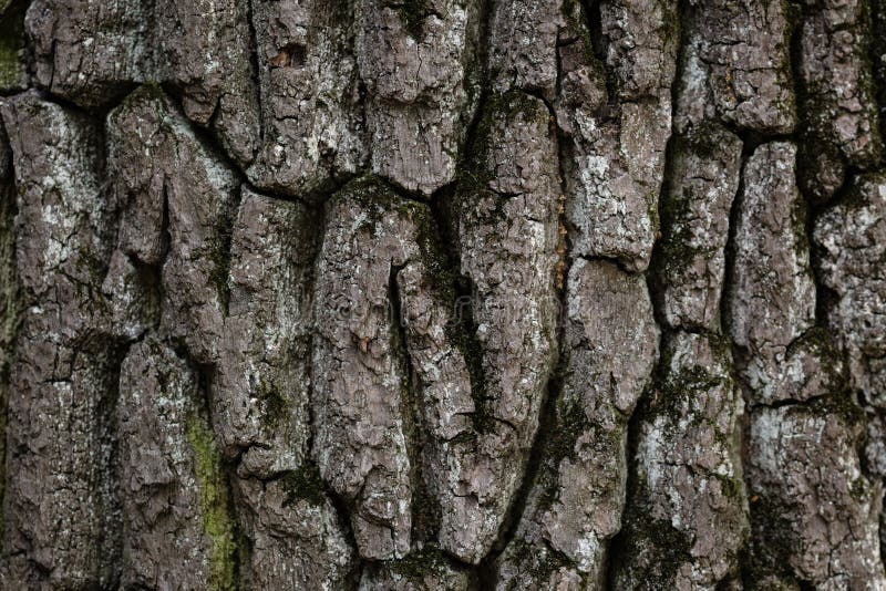 Old oak bark texture stock image