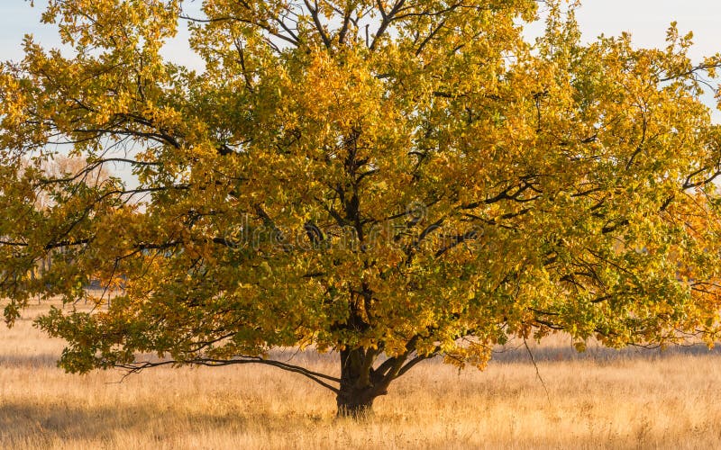 An Old Oak Stands on the Dry Meadow Stock Image Image of fall, life