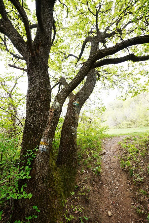 Old oak tree