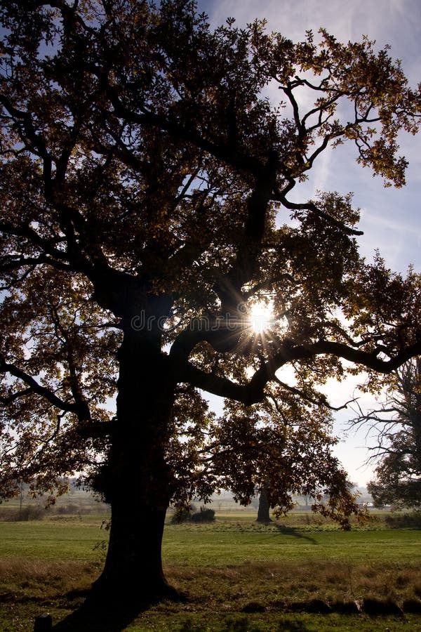 Old Oak Tree