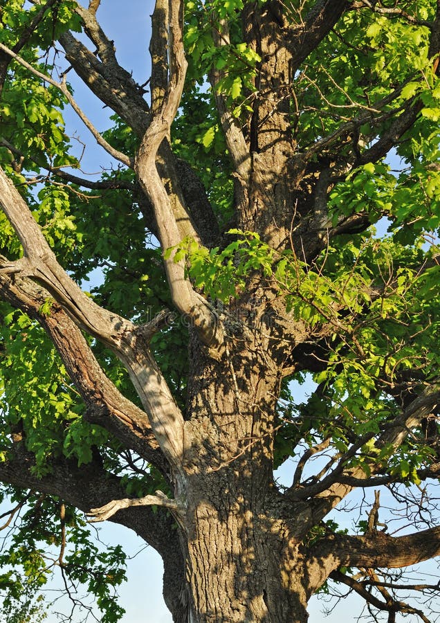 Old oak tree branches in spring