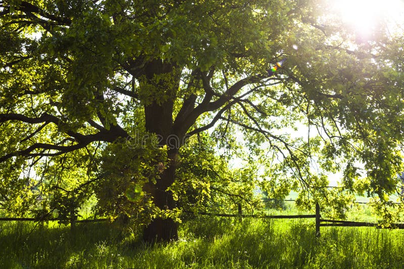 The old oak tree in bright summer day