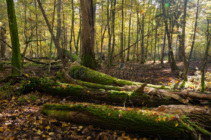 Old oak tree broken lying