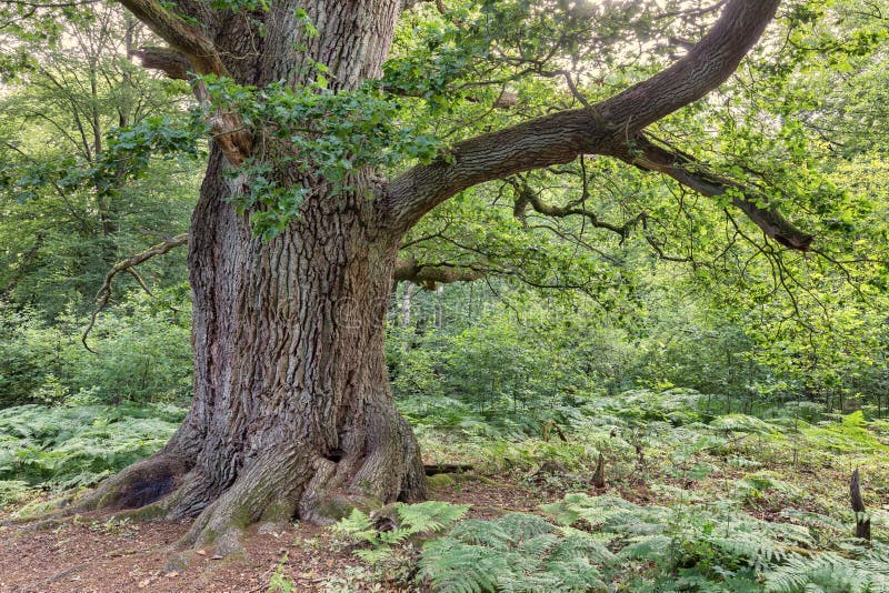 Old_oak_tree stock image. Image of individuality, moss 179849861