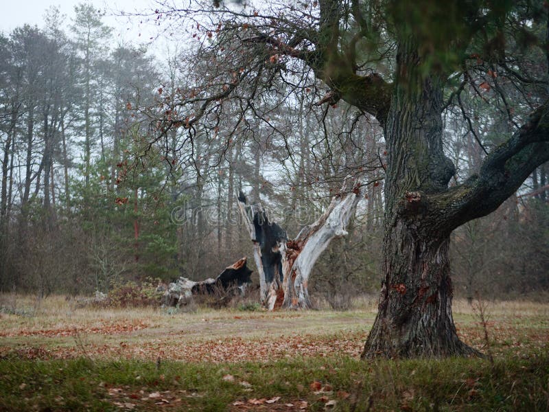 Old Oak Tree in a Forest Clearing in Autumn Stock Image Image of rural, scenery 162395363