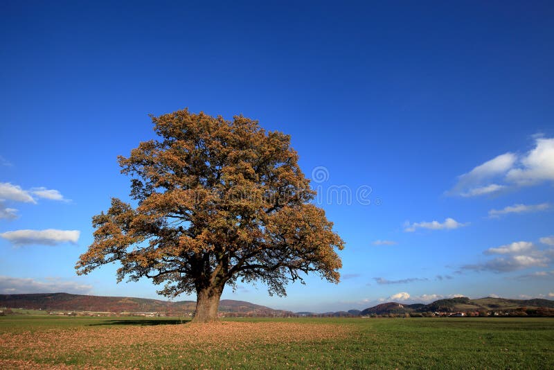 Old Oak in Autumn at Herleshausen in Germany Stock Photo Image of