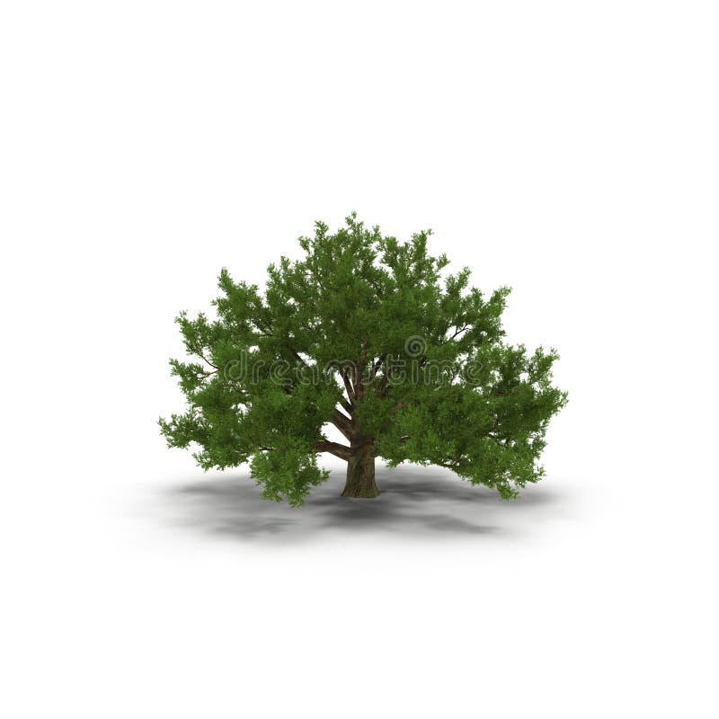 Old Oak Tree Isolated on White 3D Illustration