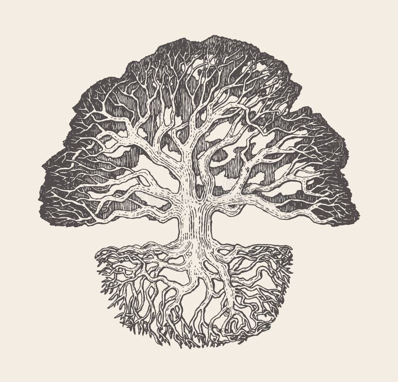 Free Old Oak Tree Root System Drawn Vector Illustration Stock Photography - 110660062