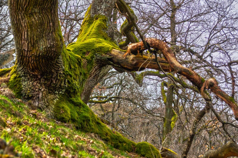 Old oak tree at Tribec mountains