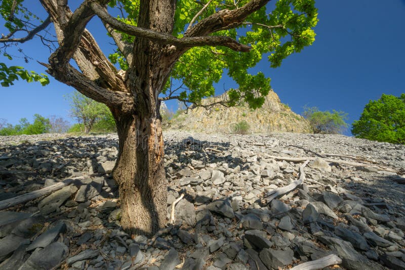 Old oak tree under Steblova skala basalt rock on Cerova Vrchovina mountains