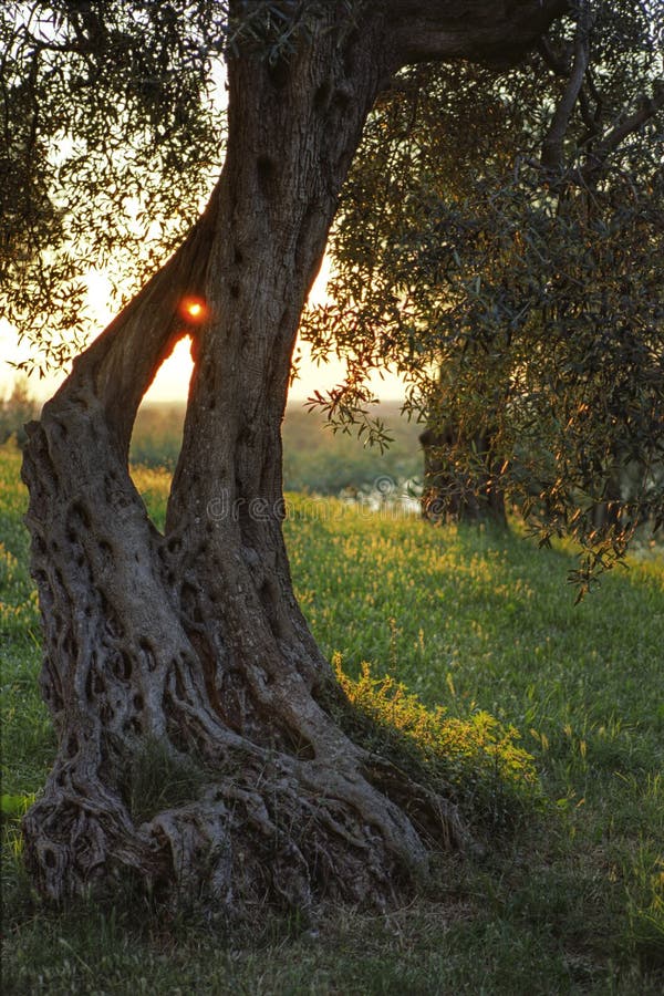 Old olive tree by the lake, sunset