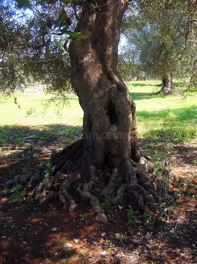 Old olive tree