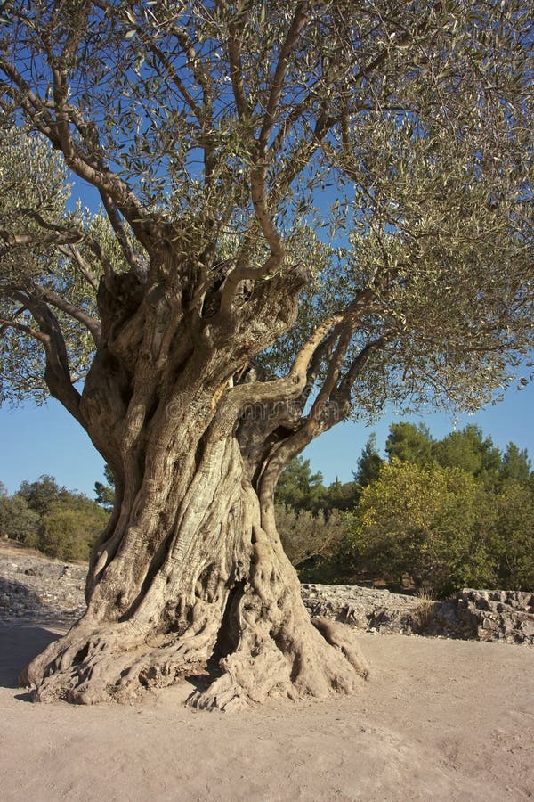 Beautiful very old olive tree