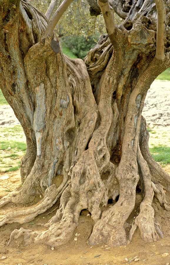 Old olive tree in France stock image. Image of rinde, leaf 571203