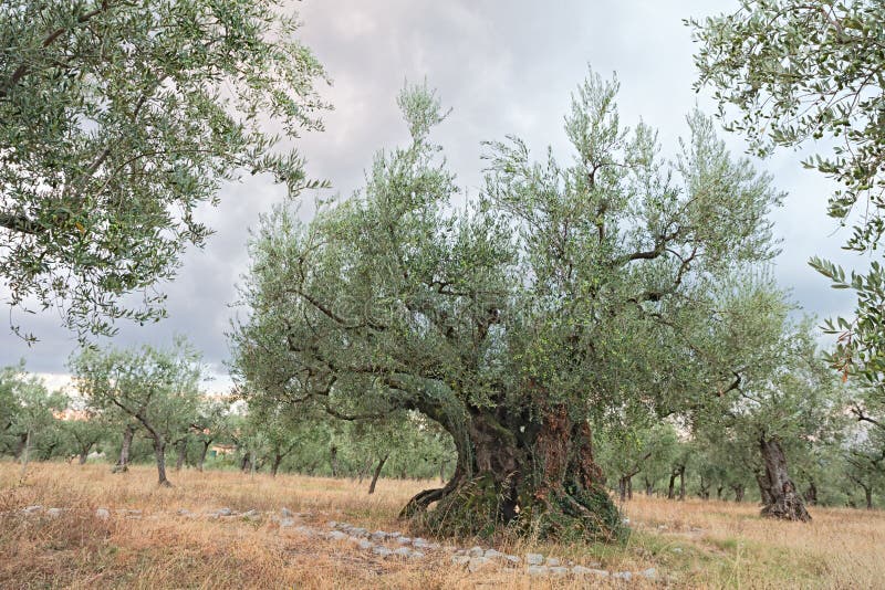Old Olive Tree Growing in Umbria, Italy Stock Photo Image of umbria