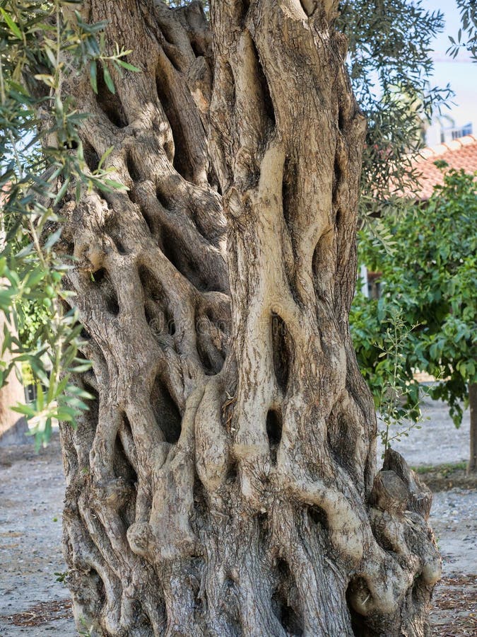 Old Olive Tree, Limassol, Cyprus Stock Photo Image of culture
