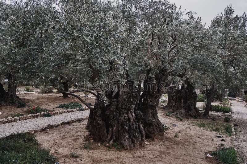 Old Olive Trees, Gethsemane, in the Garden Jerusalem , ISRAEL Stock