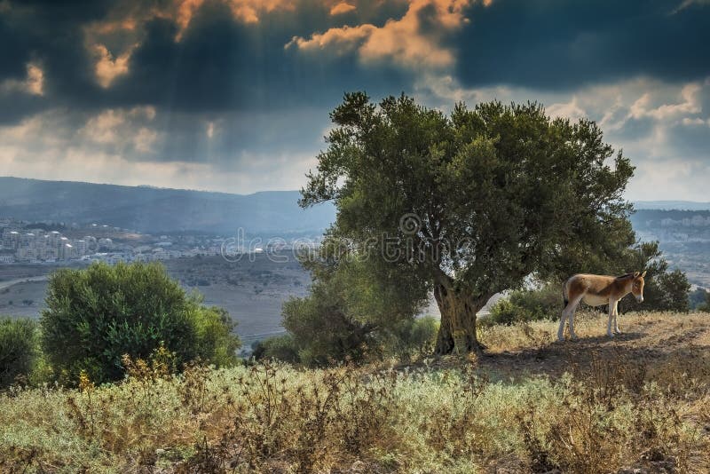 Old olive trees near Jerusalem